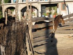 Horse